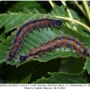 nymphalis polychloros larva5a